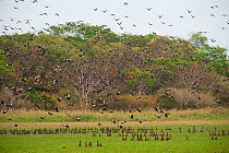 Mixed flock of whistling ducks and ibis taking flight. White-faced Whistling Duck (Dendrocygna viduata), Black-bellied Whistling-duck (Dendrocygna autumnalis), Scarlet Ibis (Eudocimus ruber). Hato Ma...