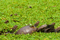 Savanna Side-necked Turtle (Podocnemis vogli) sunbathing on a log among water plants. Guarico Province, Venezuela.