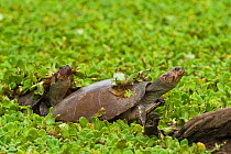 Savanna Side-necked Turtle (Podocnemis vogli) sunbathing on a log among water plants. Guarico Province, Venezuela.
