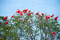 Scarlet Ibis (Eudocimus ruber) and a single White Ibis (Eudocimus albus) roosting in treetops. Guarico Province, Venezuela.