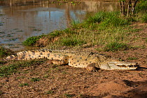 Orinoco Crocodile (Crocodylus intermedius) resting on river bank. Captive juvenile for release into the wild. Guarico Province, Venezuela.