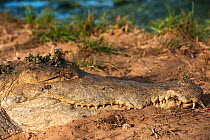 Orinoco Crocodile (Crocodylus intermedius) resting on river bank. Captive female for release into the wild. Guarico Province, Venezuela.