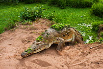 Orinoco Crocodile (Crocodylus intermedius) with water lettuce on its back, on sandy river bank. Captive female for breeding to release young into the wild. Guarico Province, Venezuela.