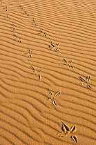 Egret Tracks on sand. Orinoco River, Apure Province, Venezuela.