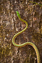 Parrot Snake (Liophis ahaetulla) against bark. Orinoco River, Apure Province, Venezuela.
