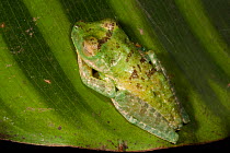 Palmar Treefrog (Hypsiboas pellucens) on a leaf. Captive. Chocó Region of north western Ecuador.