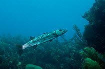 Great Barracuda (Sphyraena barracuda). Xcalac Marine Reserve, South Yucatan Peninsula, Mexico.