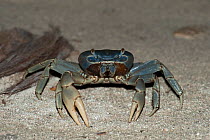Portrait of a Giant Land Crab (Cardisoma guanhumi). Mahahual Penninsula, South Yucatan Peninsula, Mexico, October.