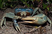 Giant Land Crab (Cardisoma guanhumi) branding a claw. Mahahual Penninsula, South Yucatan Peninsula, Mexico, October.