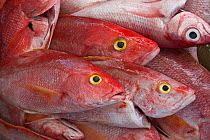 Caught Red Snapper (Lutjanus campechanus). Mahahual Dock, Mahahual, South Yucatan Peninsula, Mexico.
