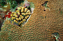 Diverse Coral growths. Puenta Gruesa, Sian Ka'an Biosphere Reserve, South Yucatan Peninsula, Mexico.