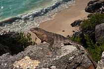 Black Iguana (Ctenosaura similis) sitting on a rock above a beach. Tulum Sian Ka'an Biosphere Reserve, Yucatan Peninsula, Mexico.