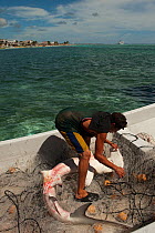 Fisherman removing Great Hammerhead (Sphyrna mokarran) bycatch from his nets. Mahaual Town, Yucatan Peninsula, Mexico.