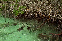 Red Mangrove (Rizophora mangle). Bahia de Chetumal, South Yucatan Peninsula, Mexico.