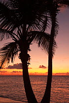 Coconut Palms (Cocos nucifera) against sunrise. Punta Gruesa, South Yucatan Peninsula, Mexico.