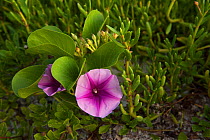 Beach Morning-Glory (Ipomoea Pes-caprae) in flower. Pez Maya, Yucatan Peninsula, Mexico.