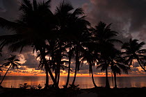 Coconut Palms on shoreline against dawn light. Punta Gruesa, South Yucatan Peninsula, Mexico.