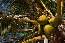 Coconut Palm (Cocos nucifera) with ripening seeds.  Sian Ka'an Biosphere Reserve, Yucatan Peninsula, Mexico.