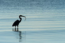 Great Blue Heron (Ardea herodias) silhouetted against water with a snake in its beak. Quintana Roo, South Yucatan Peninsula, Mexico.