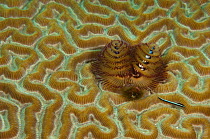 Christmas Tree Worm (Spirobranchus giganteus) on Brain coral. Punta Gruesa, Mahahual Peninsula, South Yucatan Peninsula, Mexico.