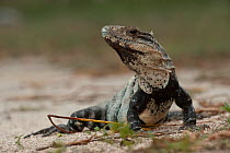 Black Iguana (Ctenosaura similis). Sian Ka'an Biosphere Reserve, Yucatan Peninsula, Mexico.
