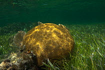 Symmetrical Brain Coral (Diplora strigosa). Sian Ka'an Biosphere Reserve, Quintana Roo, South Yucatan Peninsula, Mexico.