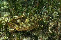 Yellow Stingray (Urolophus jamaicensis). Punta Gruesa, Mahahual Peninsula, South Yucatan Peninsula, Mexico.