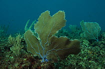 Venus Sea Fan (Gorgonia flabellum). Puenta Gruesa, Mahahual Penninsula, South Yucatan Peninsula, Mexico.