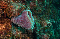 Azure Vase Sponge (Callysopongia plicifera). Mahahual Peninsula, Quintana Roo, South Yucatan Peninsula, Mexico.