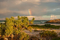 Sea Lavender (Tournefortia gnaphalodes) on the coast of Pez Maya. Sian Ka'an Biosphere Reserve  Yucatan Peninsula, Mexico.