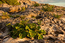 Sea Grape (Coccoloba unifera). Sian Ka'an Biosphere Reserve, Quintana Roo, Yucatan Peninsula, Mexico.