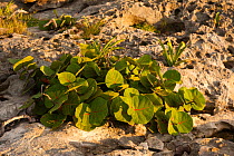 Sea Grape (Coccoloba unifera). Sian Ka'an Biosphere Reserve, Quintana Roo, Yucatan Peninsula, Mexico.
