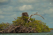 Osprey (Pandion haliaetus) perching beside its nest above water. Sian Ka'an Biosphere Reserve, Quintana Roo, Yucatan Peninsula, Mexico.
