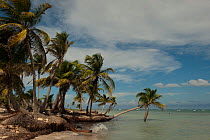 Coconut Palms (Cocos nucifera) on shoreline. Mahahual Penninsula, South Yucatan Peninsula, Mexico.