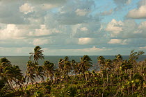 Coconut Palms (Cocos nucifera) on shoreline. Mahahual Penninsula, South Yucatan Peninsula, Mexico.