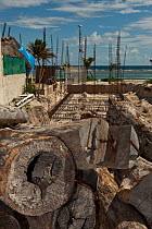 Black Iguana (Ctenosaura similis) in construction site in Mahahual Town which was destroyed in 2007 by Hurricane Dean. Quintana Roo, Yucatan Peninsula, Mexico.