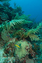 Lettuce Coral (Agaricia sp.). Sian Ka'an Biosphere Reserve, Mahahual Peninsula, Quintana Roo, South Yucatan Peninsula, Mexico.