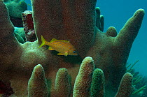 French Grunt (Haemulon flavolineatum) on Pillar Coral (Dendrogyra cylindrus). Sian Ka'an Biosphere Reserve, Mahahual Peninsula, Quintana Roo South Yucatan Peninsula, Mexico.
