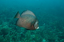 Gray Angelfish (Pomacanthus arcuatus). Sian Ka'an Biosphere Reserve, South Yucatan Peninsula, Mexico.