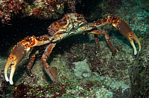 Channel Clinging Crab (Mithrax spinosissimus). Sian Ka'an Biosphere Reserve, Yucatan Peninsula, Mexico.