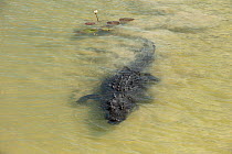 Morelet's Crocodile (Crocodylus moreletii) in water. Coba, Yucatan Peninsula, Mexico.