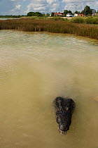 Morelet's Crocodile (Crocodylus moreletii) in water by a road. Coba, Yucatan Peninsula, Mexico.