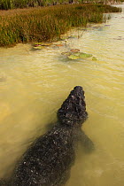 Morelet's Crocodile (Crocodylus moreletii) in water. Coba, Yucatan Peninsula, Mexico.