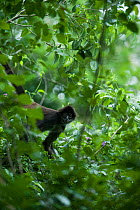 Central American Spider Monkey (Ateles geoffroyi yucatanensis) in foliage. Coba Monkey Reserve, Yucatan Peninsula, Mexico.