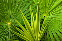 Palm Frond detail. Mahahual Penninsula, South Yucatan Peninsula, Mexico.