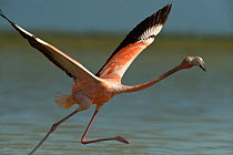 Greater Flamingo (Phoenicopterus ruber) taking flight. Sian Ka'an Biosphere Reserve, Quintana Roo, Yucatan Peninsula, Mexico.