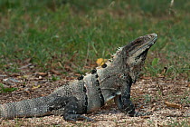 Black Iguana (Ctenosaura similis) in profile. Sian Ka'an Biosphere Reserve, Yucatan Peninsula, Mexico.