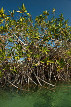 Red Mangrove (Rhizophora mangle) growing from water. Sian Ka'an Biosphere Reserve, Quintana Roo, Yucatan Peninsula, Mexico.