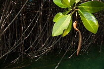 Red Mangrove (Rhizophora mangle) leaf. Sian Ka'an Biosphere Reserve, Quintana Roo, Yucatan Peninsula, Mexico.