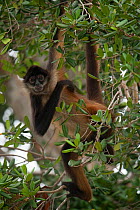 Central American Spider Monkey (Ateles geoffroyi yucatanensis) in canopy. Yucatan Peninsula, Mexico.